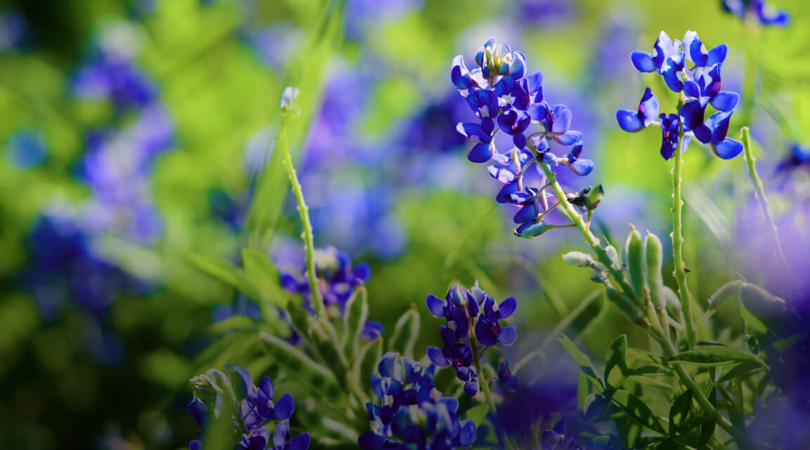Closeup view of a field of flowering plants with small purple flowers