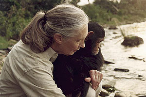 Dr. Jane Goodall with chimpanzee