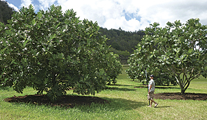 Different varieties of breadfruit are conserved in the world's largest collection of breadfruit at the Breadfruit Institute in Hawaii. (Photo credit:  Jim Wiseman, courtesy of the Breadfruit Institute)