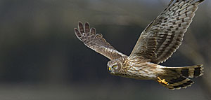  Protecting Ireland's Endangered Birds of Prey