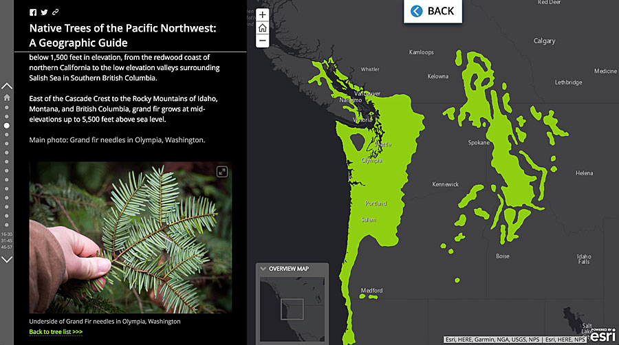 Coe created an informative guide about trees using an Esri story map.