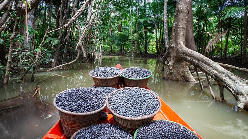 Nature-based practices include harvesting raw materials like these berries in the Amazon region