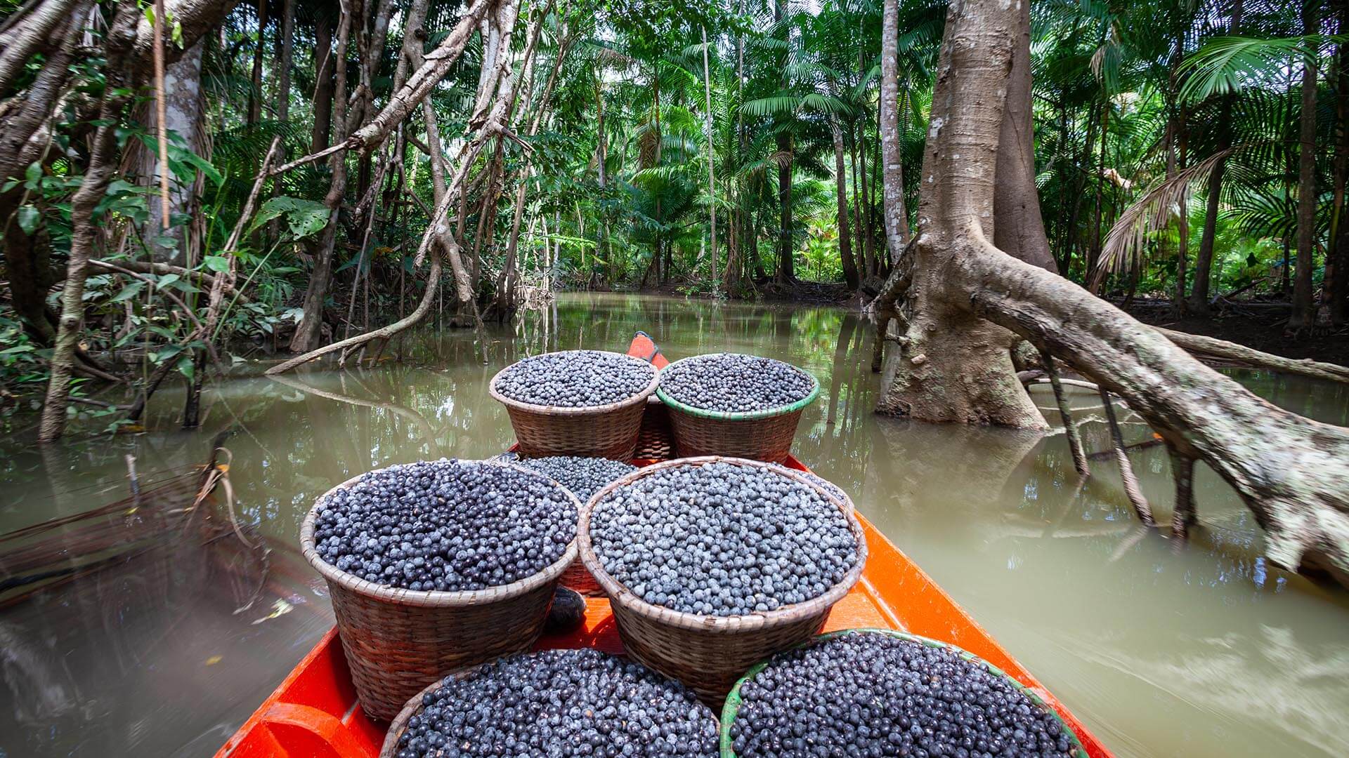 Companies dependent on raw materials like these berries in the Amazon need well-defined nature-based practices