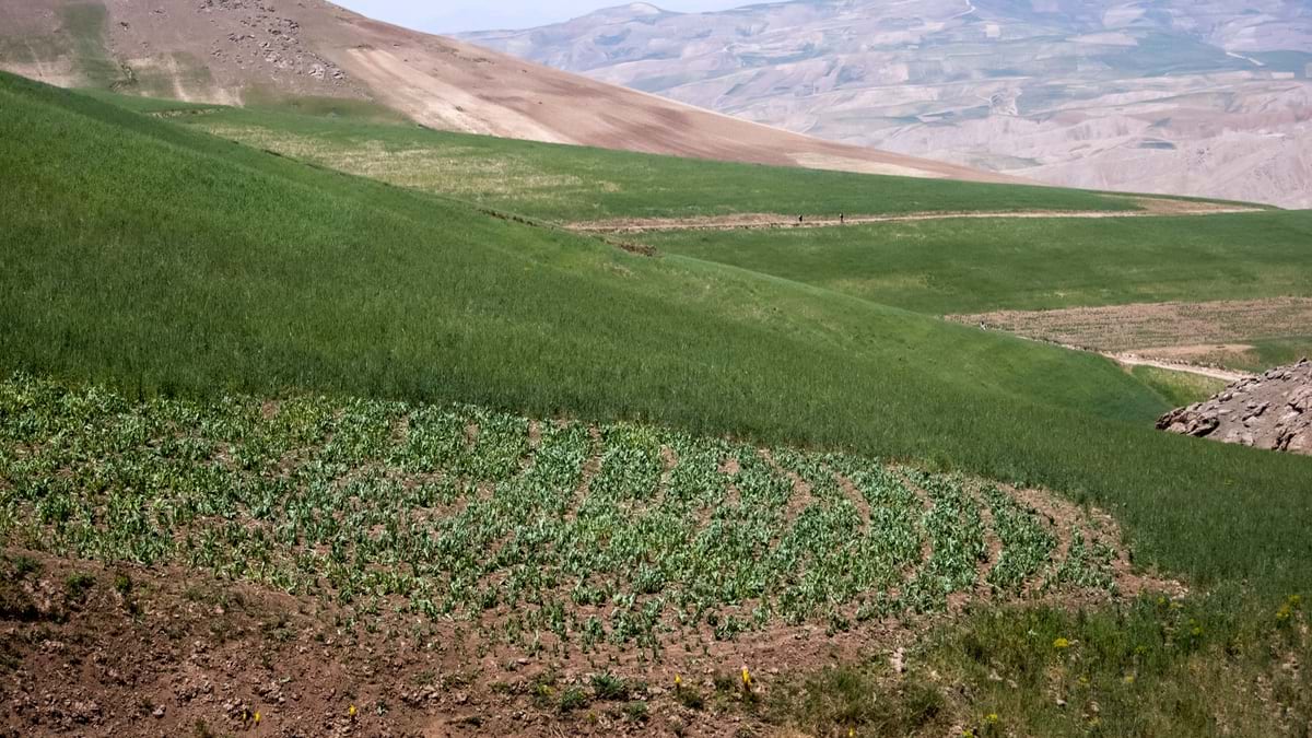 Opium poppy flowers fields near Faizabad city in Afghanistan