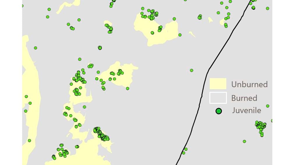 Longleaf patch regeneration map