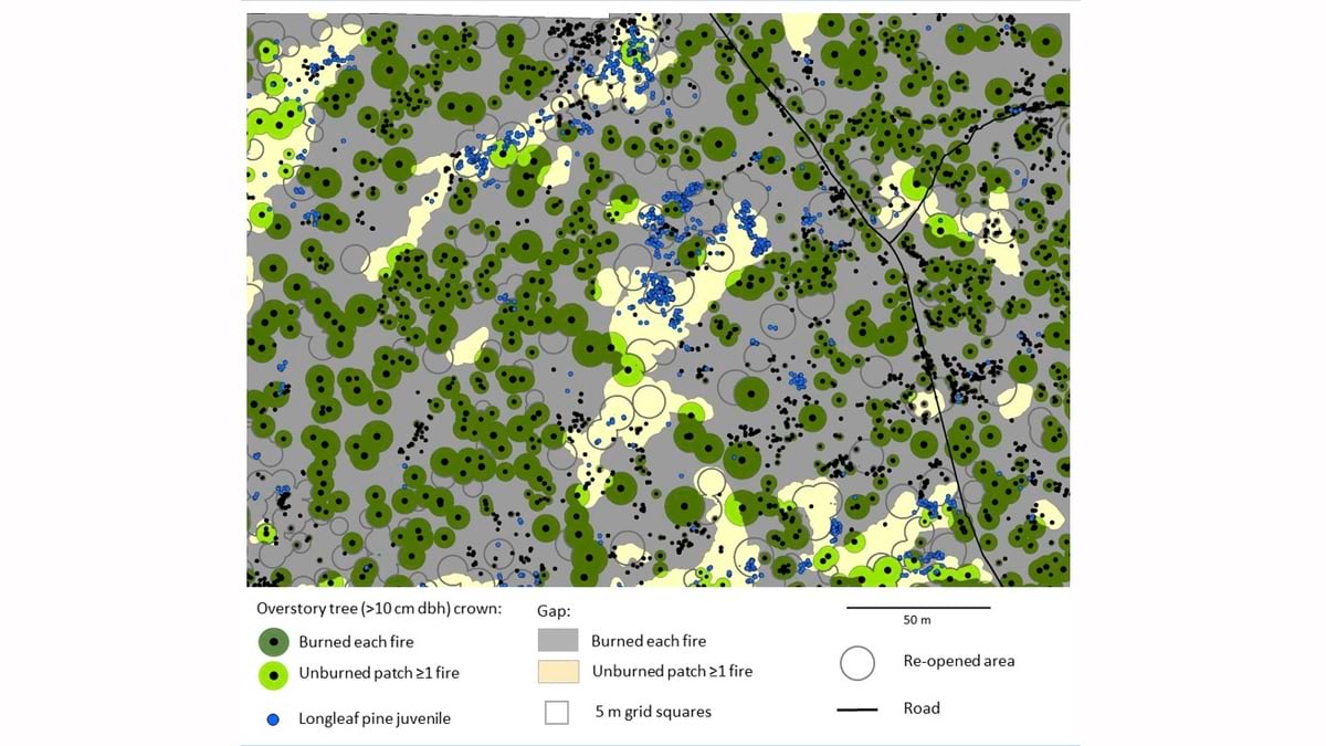 Longleaf pine patch dynamics at the Wade Tract