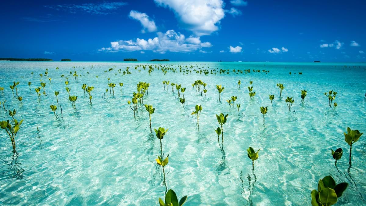 Young mangroves planted in Tuvalu