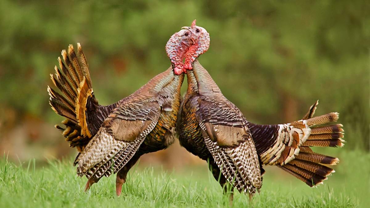 Wild tom turkeys battle in a field