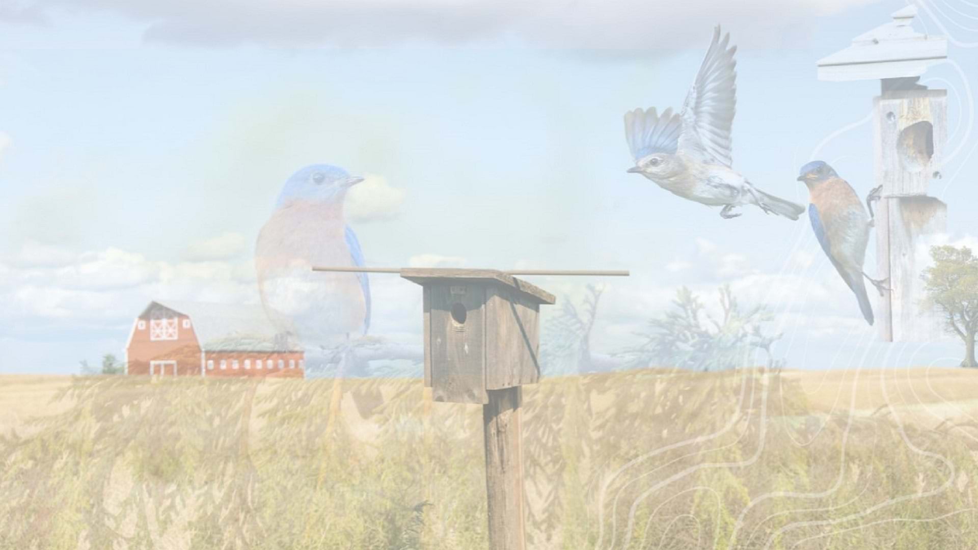 With a barn in the background, three bluebirds cluster around a birdhouse in a field.