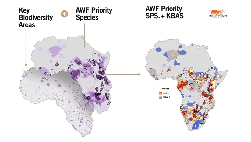 On the left, two grayscale maps of Africa with, on the bottom map, key biodiversity areas highlighted in light purple and, on the top map, African Wildlife Foundation priority species areas highlighted in darker purple and outlined in black, and on the right, another grayscale map of Africa that has other African Wildlife Foundation priotieis highlighted in red, orange, yellow, and blue