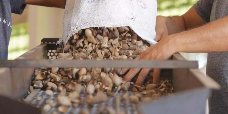 Nuts being poured out of a bag and onto a conveyor belt, with a person’s hand rummaging through the nuts to spread them out