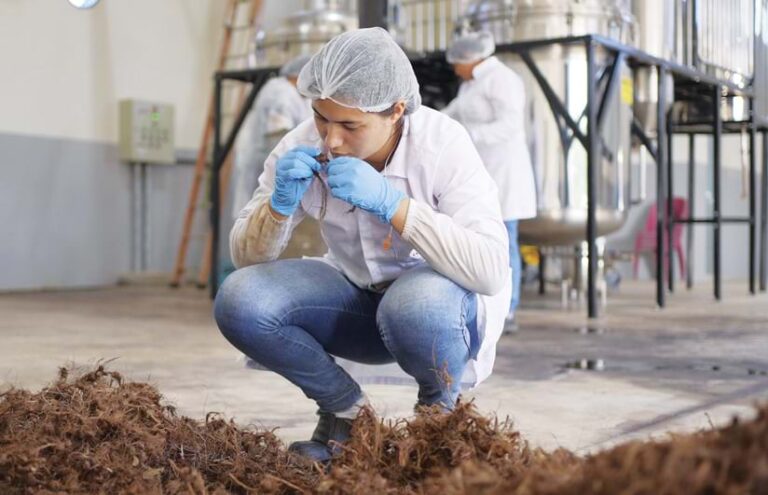 A person in a hairnet, white long-sleeve shirt, and jeans squatting down on a factory floor next to a pile of roots, picking one up in gloved hands and smelling it