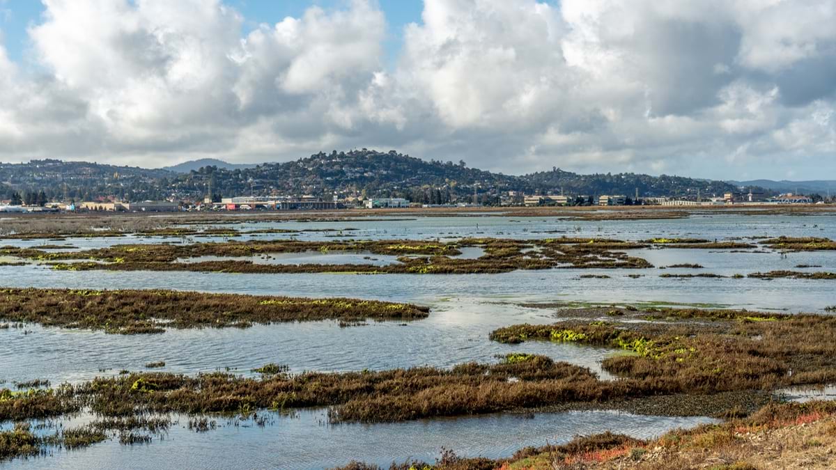 A photo of the Don Edwards San Francisco Bay National Wildlife Refuge