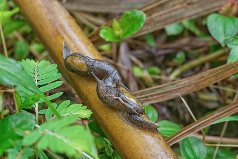 Two slugs on a branch