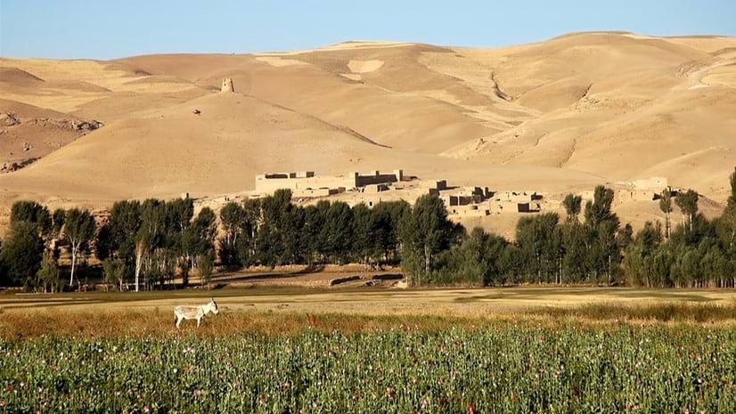 With trees, fields, and a grazing animal in the foreground, tan-colored buildings sit near the bottom of a barren hillside