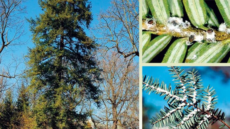 A collage of photos showing a healthy hemlock tree with full green foliage alongside close-up images of hemlock woolly adelgid infestation on branches.