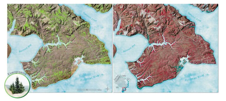 Two aerial maps of the same area side by side. The left map highlights evergreens in bright green, while the right map shows the land in red tones. A photo of evergreens is in the bottom left corner.