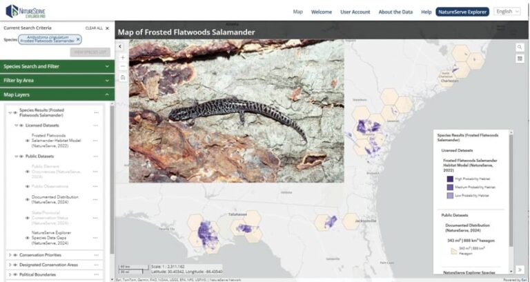 Screenshot of NatureServe’s Explorer Pro web app showing an image of a frosted flatwoods salamander and a map of the southeastern United States with purple shading indicating the salamander’s species occurrence range.