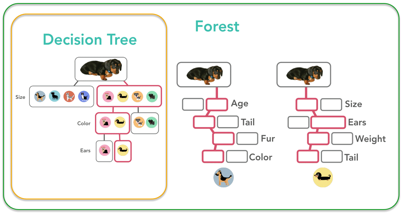 Example of a decision tree used to classify dog breeds. Many trees are combined into a forest.