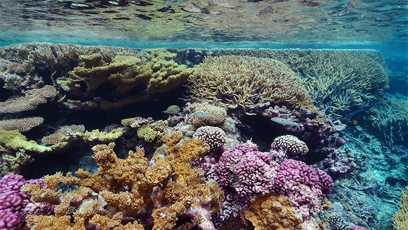 coral bleaching comparison