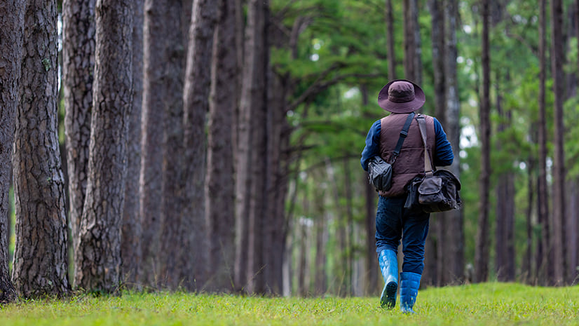 A person wearing a hat, blue jeans, and rubber boots walks through a pine forest carrying a bag over their shoulder.