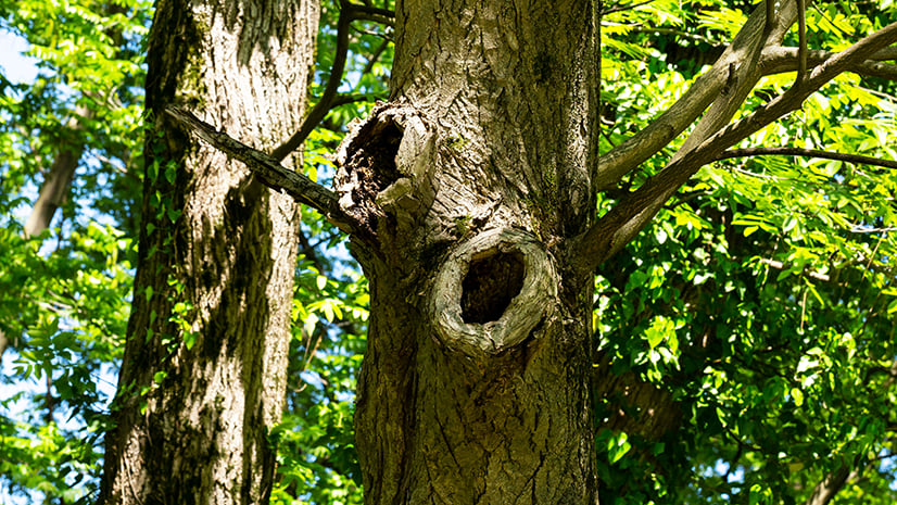 A large tree with two holes in its trunk stands in a forest. The tree is surrounded by other trees and shrubs.