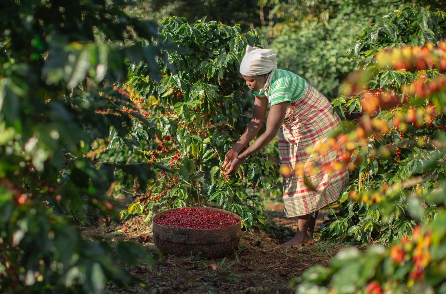 A woman gathers coffee beans in the forest