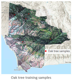 oak tree samples