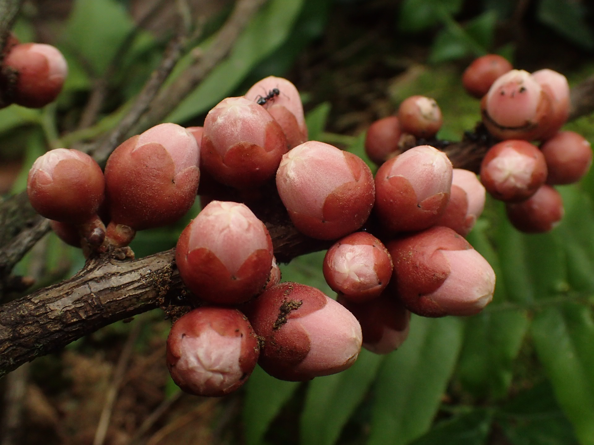 Small round red fruits are clustered along a thin plant stalk.