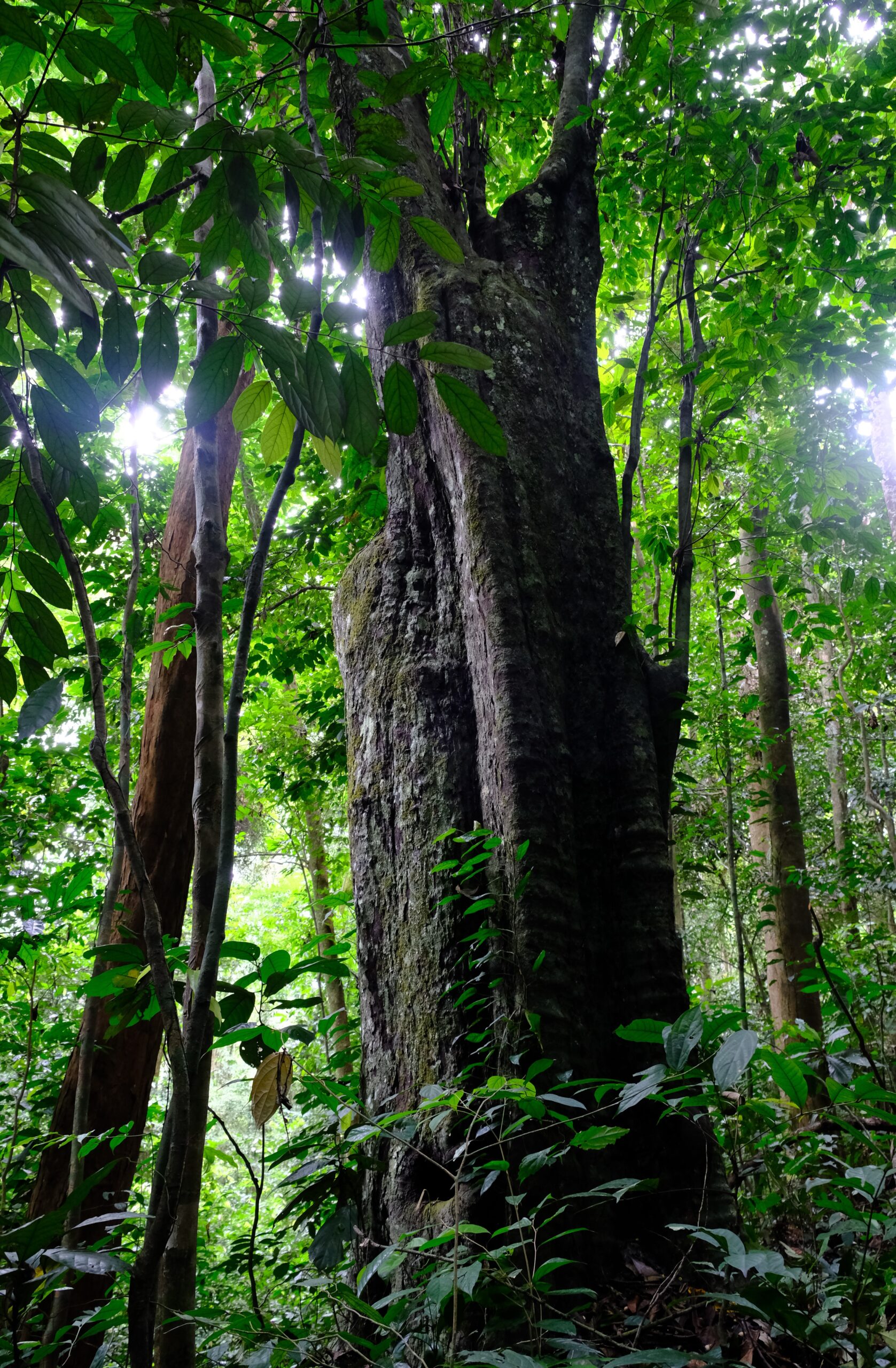 A thick ebony tree trunk rises through a leafy green jungle canopy.