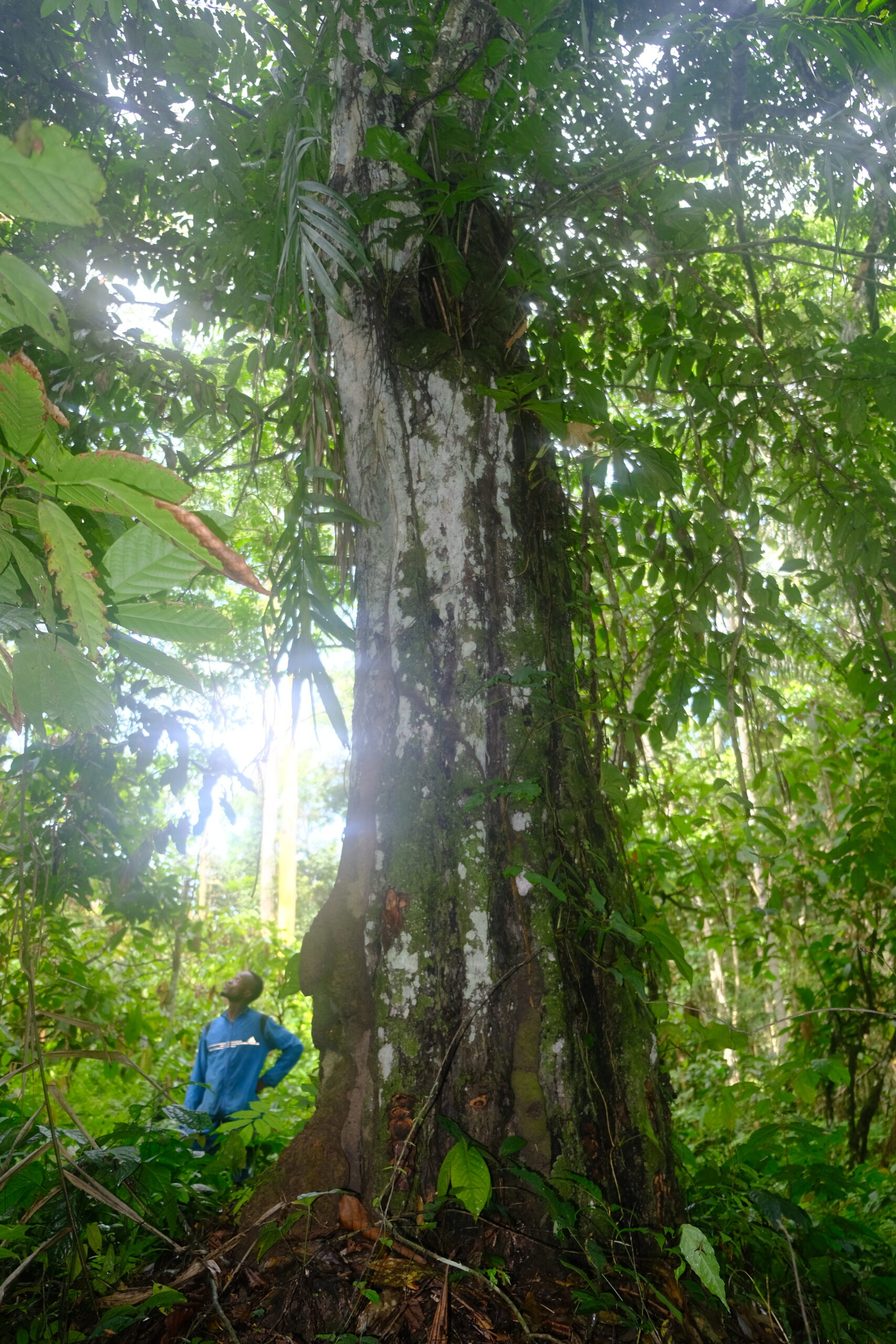 A person looks up at a large ebony tree trunk rising through a leafy green jungle canopy.