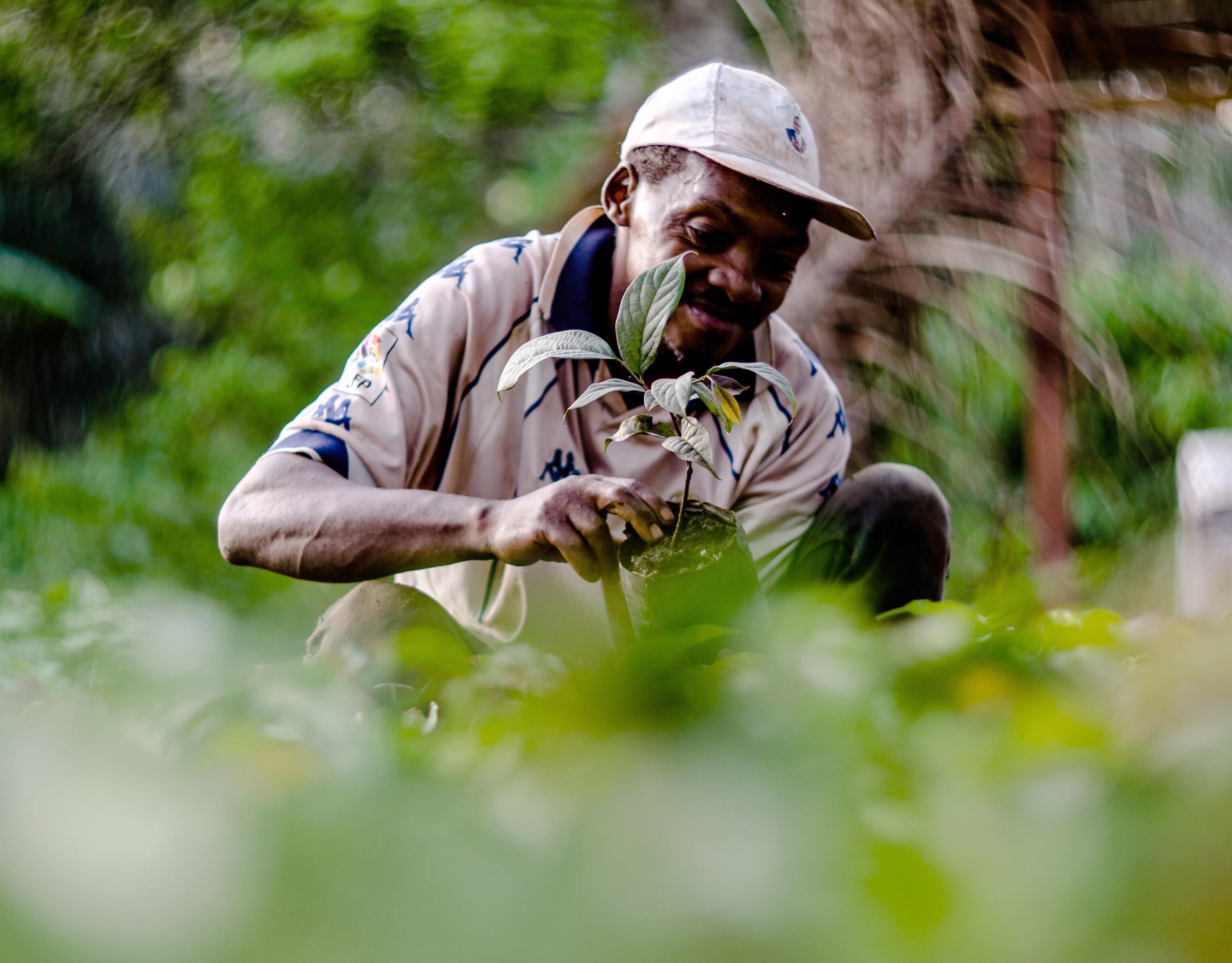 A person in beige shirt and a baseball hat handles a small pot containing an ebony sapling.