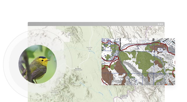 Um mapa de curva de nível verde claro e branco sobreposto a outro mapa mostrando regiões coloridas em verde e marrom e uma imagem aproximada de um pequeno pássaro amarelo e marrom