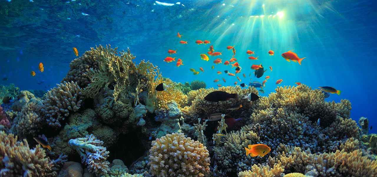 An underwater picture of a colorful coral reef teeming with yellow, black, and bright orange fish with rays of bright sunlight rippling through the surface of bright blue water