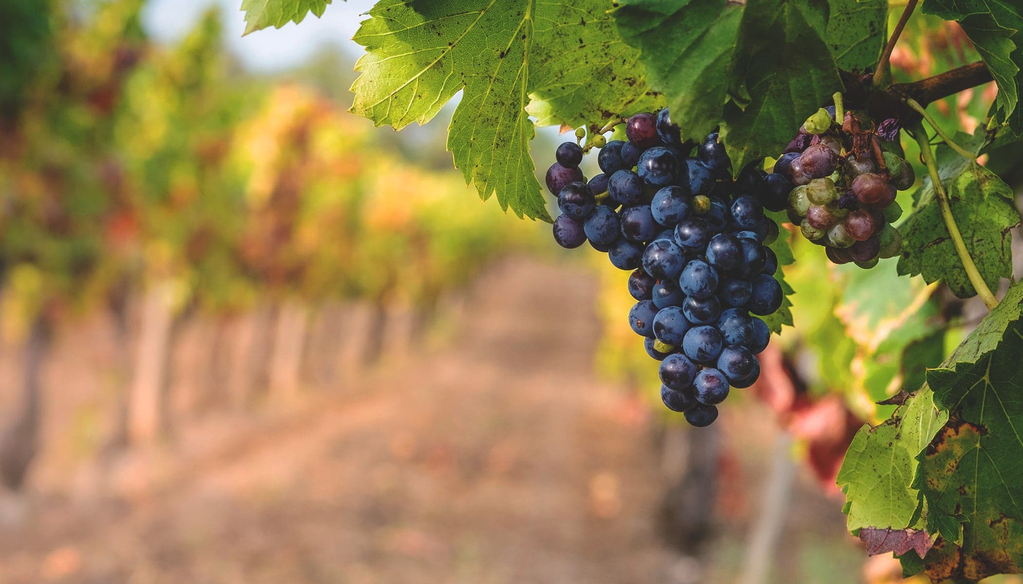 A bunch of purple grapes hanging from a green vine with a row of trellised grapevines visible in the background