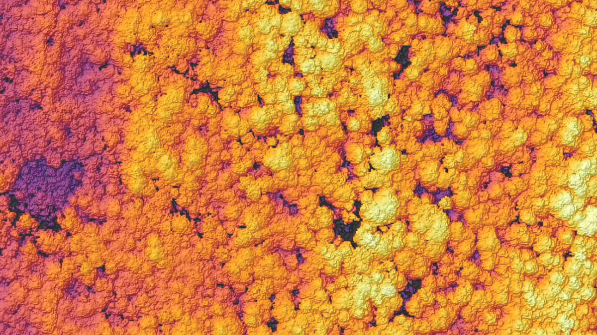 Uma visão de cima para baixo de uma floresta densamente compactada com copas de árvores coloridas em um gradiente de rosa brilhante, roxo, laranja e amarelo