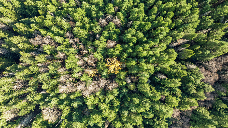 Una vista dall'alto di una foresta sempreverde con alcuni alberi marroni che hanno perso il fogliame