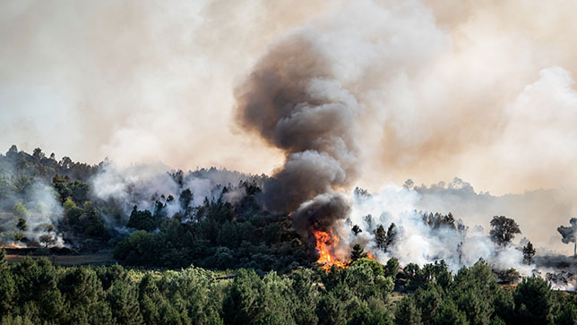 Un incendio boschivo divampa in una foresta producendo grandi quantità di fumo. Il cielo è arancione e l'aria è densa di fumo.