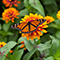 A monarch butterfly resting on a red and yellow flower 