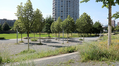 A quiet park with many young trees surrounded by asphalt and a cityscape in the background