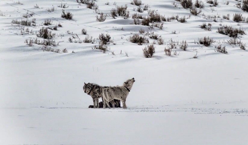 Dois lobos uivam em uma paisagem de neve