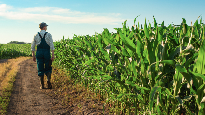 Persona che cammina lungo il perimetro di un campo di grano