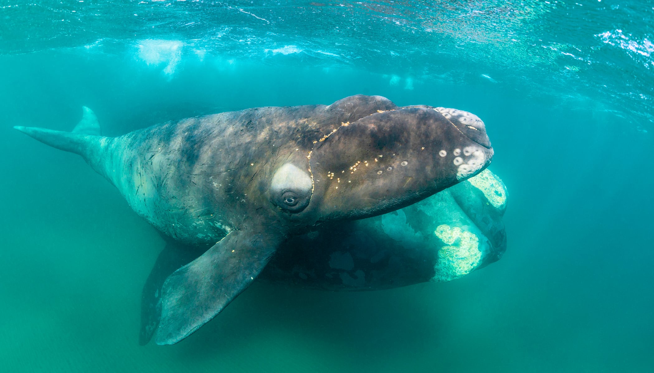 Underwater closeup of an adult North Atlantic right whale