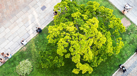  Aerial view of a bright green treetop in the center of a small green park surrounded by gray pavement