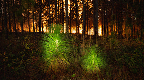 A bright green pine sapling in the extreme foreground, with a stand of mature trees backlit but the orange glow of wildfire in the background