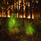 A bright green pine sapling in the extreme foreground, with a stand of mature trees backlit but the orange glow of wildfire in the background