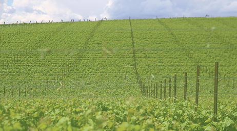 Ein weiter grüner Weinberg mit aufgereihten Rebstöcken unter einem wolkenverhangenen blauen Himmel