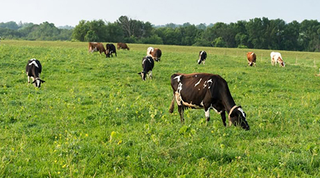 A wide green field of grazing brown cows with trees in the distance under a pale blue sky