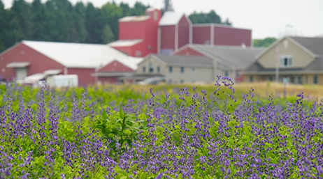 A field of purple flowers seen at ground level with a large red farmhouse in the background