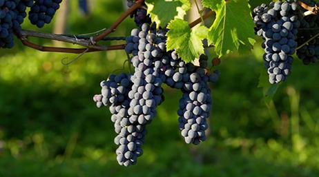 Diversi grappoli d'uva viola appesi alla vite al sole con un ricco sottobosco verde sullo sfondo